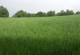 BİLECİK/GÖLPAZARI KESKİN KÖYÜ SATILIK TARLA