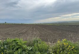 GELİBOLU/DEMİRTEPE KÖPRÜ VE DENİZ MANZARALI SATILIK TARLA